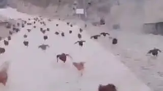 День окончания карантина будет выглядеть так