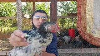 Лечим глаза у курей