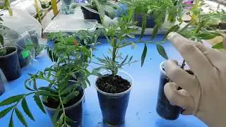 🌹🌹🌹КАК ВЫРАСТИТЬ БАРХАТЦЫ ИЗ ЧЕРЕНКА ! Рассада Бархатцев быстро !   How to grow marigold
