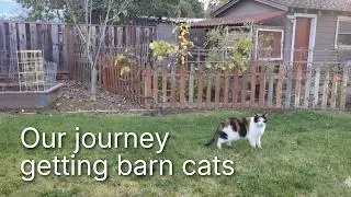 I Got Barn Cats for My Suburban Backyard: It Didn't Go as Expected