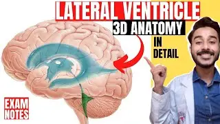 lateral ventricle anatomy 3d | anatomy of lateral ventricle of brain anatomy