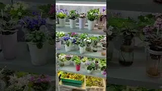 Фиалки у Алисы.