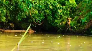 The Healing Video Of Nature | Relaxing Sound | River Bird Sound