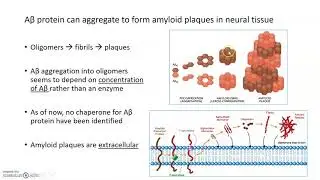 Alzheimer's Disease Pathology: Plaques and Tangles
