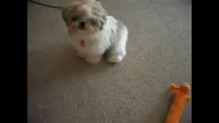 Stubborn Shih Tzu puppy