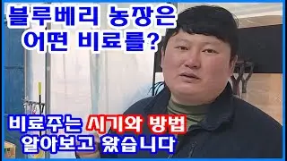 블루베리 농장은 어떤 비료를? 시기와 방법 알아봤습니다