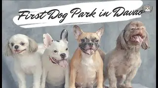 First Dog Park in Davao City | MDC DOGS