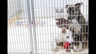 Dogs recovering after being rescued from Michigan home