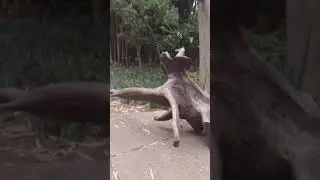 💖💖 🇧🇷 Caminhando no Parque - Vídeo Tremeu rss 🇧🇷 💖💖