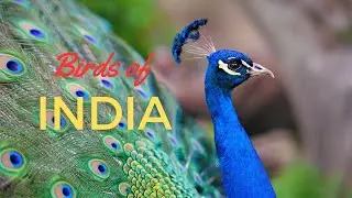 Birds of India 🐦