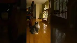КОТ ПРОВИНИЛСЯ.