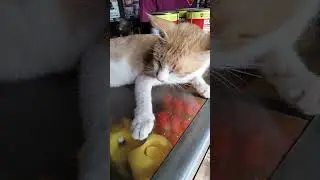 SIH KUCING OYEN LAGI MALES DI ETALASE 🤪🤣🤣