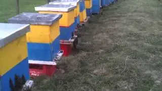 Blete te dalura jasht nga te nxetit
