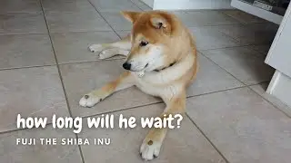 How patient is a Shiba Inu? | 柴犬有耐心吗？
