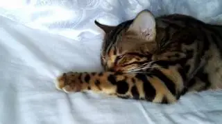 Бенгальская кошка - Титулы: CH. WCF,  Best of Junior,  Double Best Opposite sex