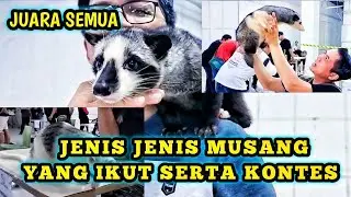 JENIS JENIS MUSANG YANG IKUT SERTA KONTES ❗❗