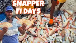 EPIC 6HRS LANE SNAPPER FISHING WITH THE SNAPPER PROS, 🇯🇲NET FISHING‼️