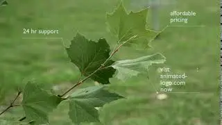 Herbal organic products video logo animation advertisement/commercial