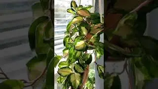 This Hoya is looking so good!😍| Hoya Krimson Princess