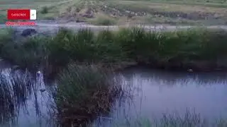 MANCING SORE NIAT MAU MANCING BETOK MALAH DAPAT LELE SAWAH!!!