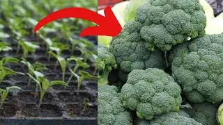 No Need For A Garden, Growing Broccoli In Ice Cream Pots