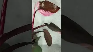 Филодендрон розовая принцесса
