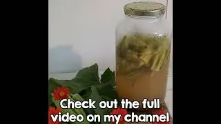 The Best Homemade Dill Pickling Brine Recipe | Refrigerator Pickles #shorts