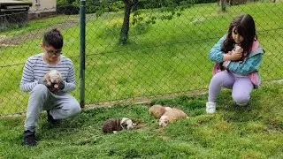 Yavru bulldogların gözleri açıldı. Bahçede temizlik günü.