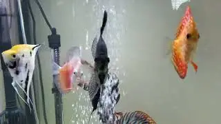 Наш Аквариум. Дискусы, скалярии и прочие жители...😊