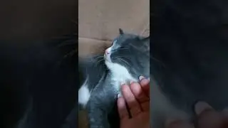 Кузина 