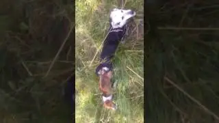 собачья случка