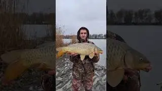 Сазан на флет 