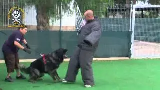 Qart-Hadast :: Pastores del Cáucaso :: DuKe (8)