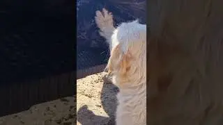 ❤️ 🐶 Stray dog asking to be petted