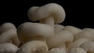 Next Level Zeitraffer Fotografie | Pilze