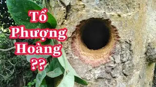 Sơn Cáo - Bắt Gặp Tổ Chim (Quý  Hiếm ) Làm Tổ Vào Thân Cây