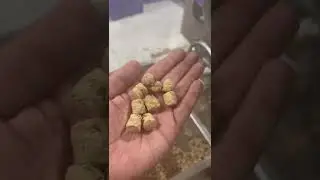 extruder TVP soya protein meat testing India  #arrow #machinery #shandong