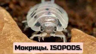 Мокрицы в террариуме. 