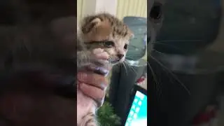 New kids on the block