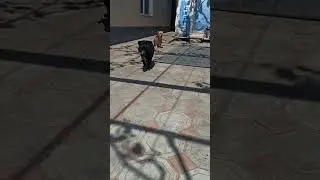 жарко нашим собачкам #шортс #shorts #собачка #собачки #жара #жизньвдеревне #милка #dogs #sunday