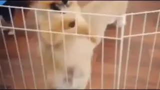 Танцы от Кота Джема!( Смотрим описание)