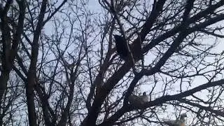 Где наши курята ночюют.