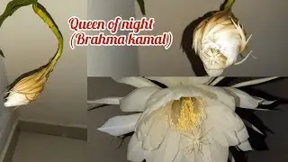 Rare flower Brahma kamal in full bloom timelapse 2021