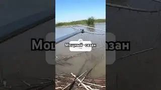 Сазаны как коряги