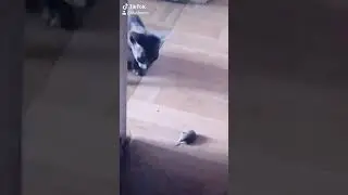 Это мой котик Блэкс 🐱