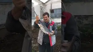 ВЕСЛОНОС СЕМЕЙСТВО ОСЕТРОВЫХ. 