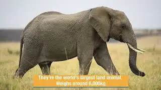 Elephants / Maasai Mara / Photography Safaris / Learn Photography / Verastile Photographers