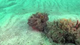 Octopus attacked by numbray