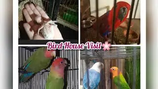 Bird House 🐦 | Beautiful LoveBird🦜 |Love Peace Life🌸