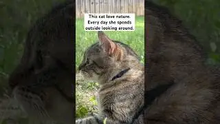 THIS CAT LOVE NATURE #shortvideo #youtubeshorts #tabbycat #catvideo #catlife #outdoorcat #funnycat